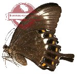 Papilio fuscus hasterti (A-)