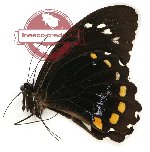 Papilio bridgei hecataeus