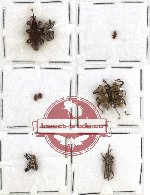 Scientific lot no. 145 Curculionidae (9 pcs)