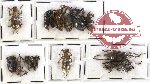Scientific lot no. 142 Curculionidae (15 pcs)
