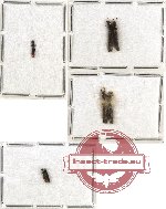 Colydidae Scientific lot no. 4 (7 pcs)