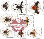 Scientific lot no. 137 Heteroptera (8 pcs - 3 pcs A2)