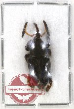 Scientific lot no. 139 Curculionidae (1 pc)