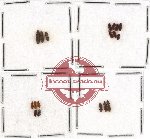 Colydidae Scientific lot no. 6 (18 pcs)