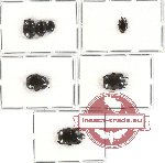Scientific lot no. 57 Histeridae (7 pcs)