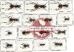 Scientific lot no. 2 Formicidae (15 pcs - 3 pcs A2)