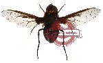 Diptera sp. 11 (SPREAD)