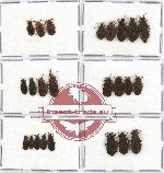 Scientific lot no. 138 Heteroptera (Aradidae) (24 pcs A, A-, A2)