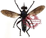 Diptera sp. 15 (SPREAD)