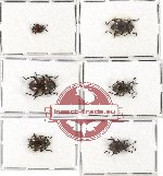 Scientific lot no. 15A Endomychidae (6 pcs)