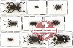 Scientific lot no. 139 Tenebrionidae (9 pcs - 2 pcs A2)