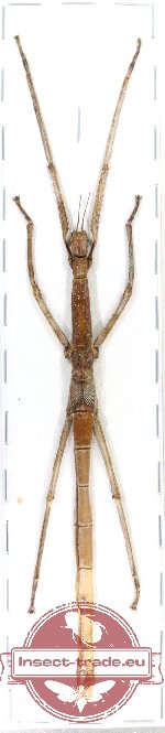 Phasmidae sp. 49 (Anchiale buruense - nymph)