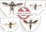 Scientific lot no. 2 Diptera (A2) (4 pcs)