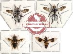 Scientific lot no. 3 Diptera (4 pcs) (spread)