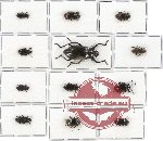 Scientific lot no. 131A Tenebrionidae (12 pcs)
