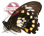 Papilio bridgei hecataeus (A2B)