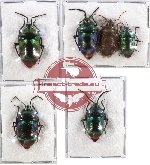 Scientific lot no. 145 Heteroptera (Scutellarinae) (6 pcs - 4 pcs A-, A2)