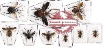 Scientific lot no. 141 Heteroptera (Reduviidae) (9 pcs - 1 pc A2)