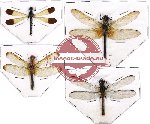 Scientific lot no. 8 Odonata (4 pcs - 1 pc A2)