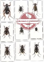 Scientific lot no. 150 Tenebrionidae (9 pcs)