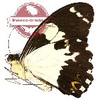 Papilio euchenor misolensis (A2B)
