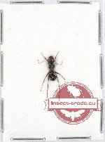 Formicidae sp. 56 (5 pcs A2)