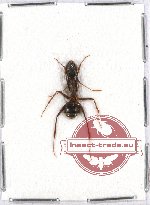 Formicidae sp. 53