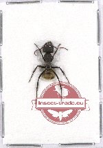 Formicidae sp. 61