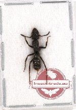 Formicidae sp. 48