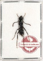 Formicidae sp. 47