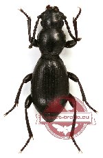 Tenebrionidae sp. 59 (10 pcs)