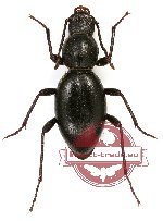 Tenebrionidae sp. 60 (A2)