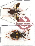 Scientific lot no. 150 Heteroptera (2 pcs)