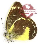 Delias chrysomelaena prodigialis (A2B)