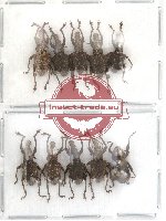 Scientific lot no. 29 Curculionidae (10 pcs)