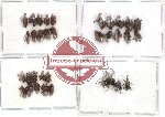 Scientific lot no. 30 Curculionidae (34 pcs)