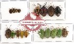Scientific lot no. 163 Heteroptera (Pentatomidae) 18 pcs (A, A-, A2)
