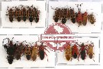 Scientific lot no. 156 Heteroptera (20 pcs A, A-, A2)