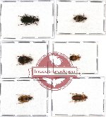 Scientific lot no. 186 Carabidae (6 pcs)