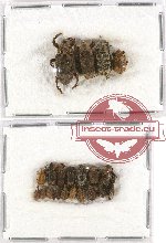 Scientific lot no. 223 Curculionidae (21 pcs)