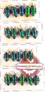 Scientific lot no. 148 Heteroptera (Scutellarinae) (20 pcs A-, A2)