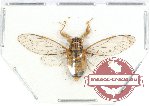 Cicadidae sp. 47 (SPREAD) (10 pcs)