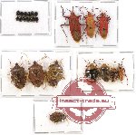 Scientific lot no. 192 Heteroptera (24 pcs A, A-, A2)