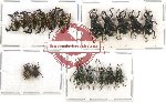 Scientific lot no. 226 Curculionidae (19 pcs)