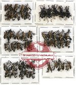 Scientific lot no. 225 Curculionidae (49 pcs - 5 pcs A2)