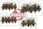 Scientific lot no. 176A Heteroptera (Coreidae) (18 pcs)