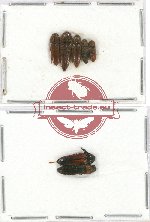 Scientific lot no. 52 Eucnemidae (6 pcs - 1 pc A2)