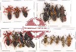Scientific lot no. 183 Heteroptera (mainly Reduviidae) (23 pcs)