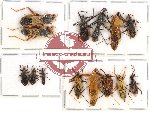 Scientific lot no. 181 Heteroptera (mainly Rediviidae) (14 pcs A-, A2)
