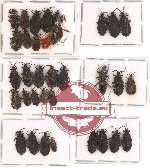 Scientific lot no. 177 Heteroptera (Aradidae) (33 pcs)